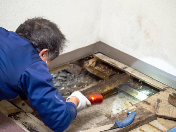 Best Commercial Mold Removal  in Slippery Rock University, PA