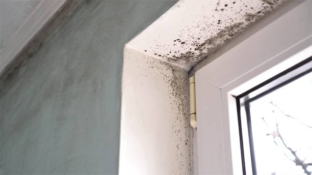 Best Fast Mold Removal  in Slippery Rock University, PA