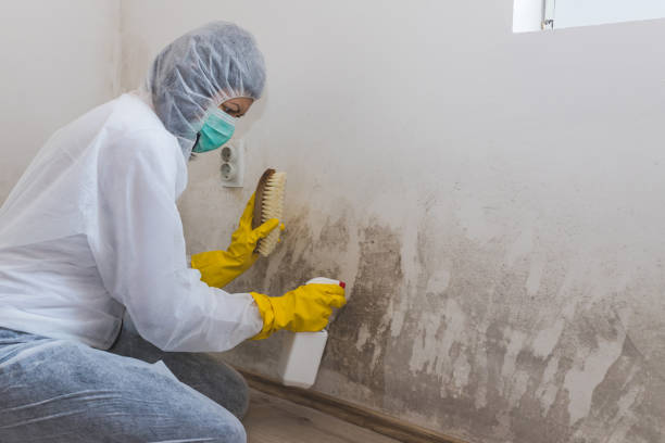 Slippery Rock University, PA Mold Removal Company