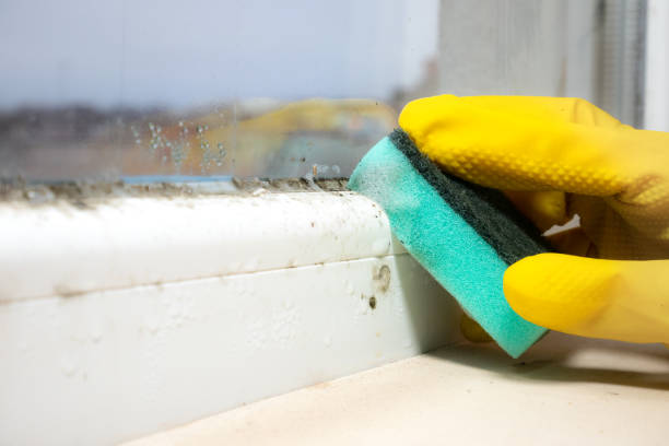  Slippery Rock University, PA Mold Removal Pros