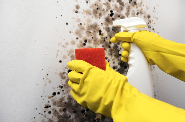 Best Local Mold Removal Service  in Slippery Rock University, PA