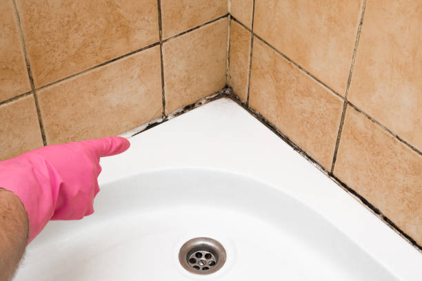 Best Mold Remediation  in Slippery Rock University, PA