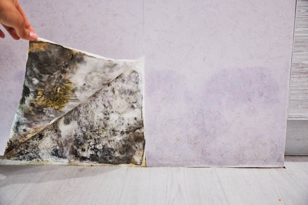 Best Toxic Mold Removal  in Slippery Rock University, PA